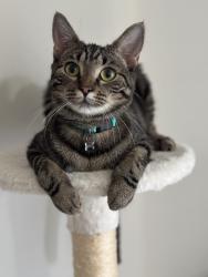Lost Female Cat last seen Windsor Dr & Crafton Dr, FSTRVL TRVOSE, PA 19053