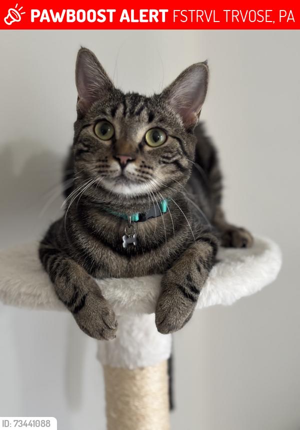 Lost Female Cat last seen Windsor Dr & Crafton Dr, FSTRVL TRVOSE, PA 19053