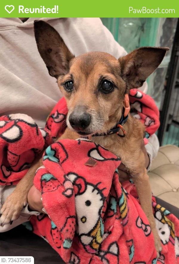Reunited Male Dog last seen Broadway St, Alameda, CA 94501