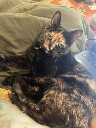 Lost Female Cat last seen Thrift Park Shopping Centre, Mentone, VIC 3194