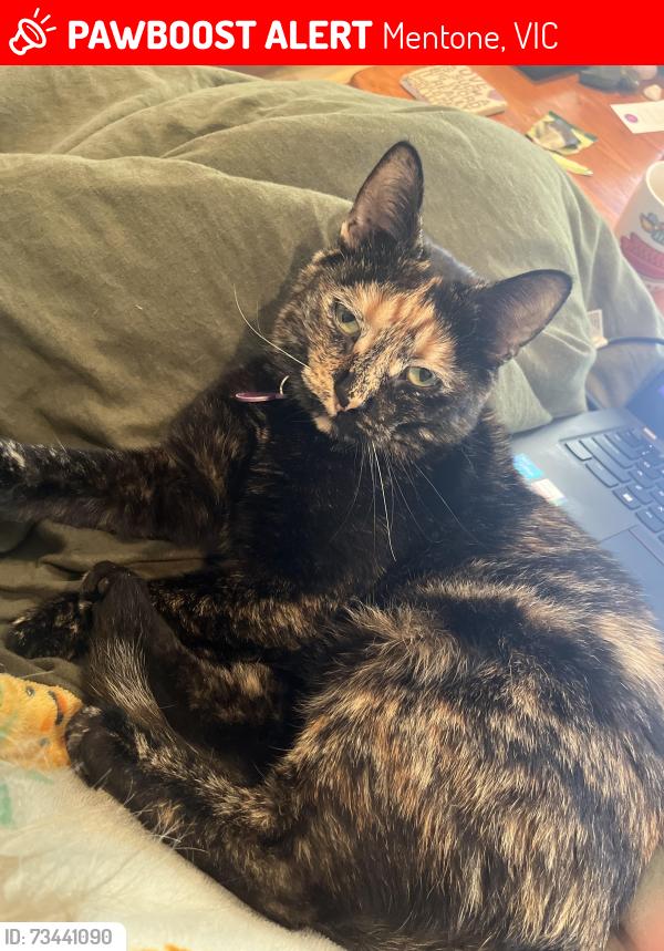 Lost Female Cat last seen Thrift Park Shopping Centre, Mentone, VIC 3194