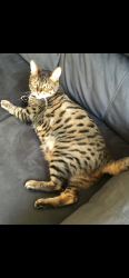 Lost Male Cat last seen Morton Ave, W 224th St, Fairview Park, OH 44126