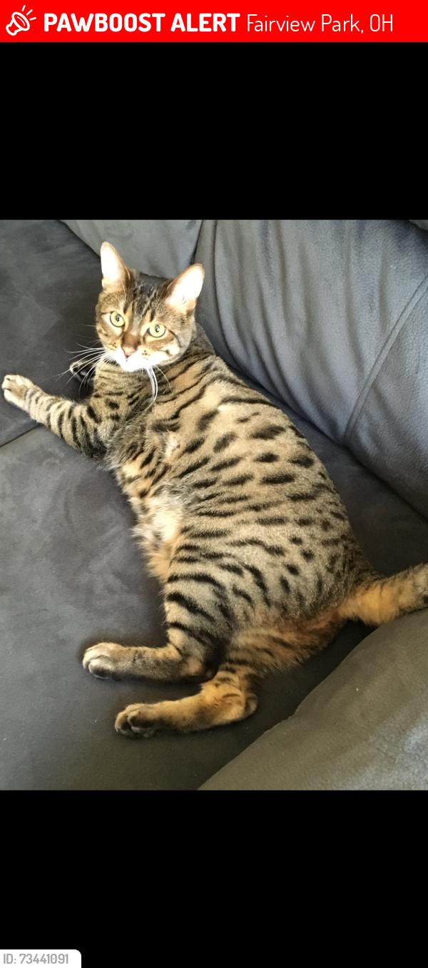 Lost Male Cat last seen Morton Ave, W 224th St, Fairview Park, OH 44126