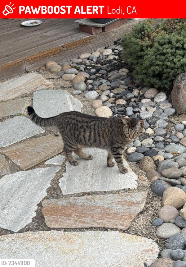 Lost Female Cat last seen Timberlake Circle, Lodi, CA 95242