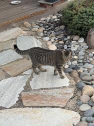 Lost Female Cat last seen Timberlake Circle, Lodi, CA 95242