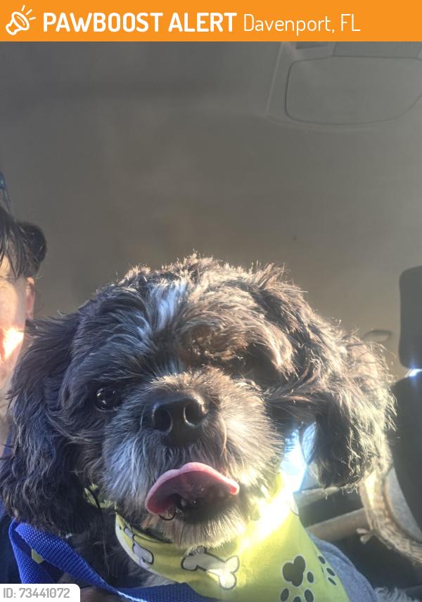 Found/Stray Male Dog last seen Near 7 eleven davenport, Davenport, FL 33837