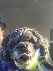 Found/Stray Male Dog last seen Near 7 eleven davenport, Davenport, FL 33837