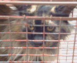 Shelter Stray Female Cat last seen FLORIN RD/GARDNER AVE,95828, 3839 Bradshaw Rd, Sacramento, CA 95827, USA