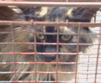 Shelter Stray Female Cat last seen FLORIN RD/GARDNER AVE,95828, 3839 Bradshaw Rd, Sacramento, CA 95827, USA