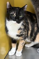 Shelter Stray Female Cat last seen , 3201 Lacy St, Los Angeles, CA 90031, USA