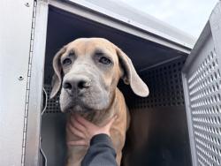Shelter Stray Female Dog last seen N 83RD AVE AND W CAMELBACK RD, 2500 S 27th Ave, Phoenix, AZ 85009, USA