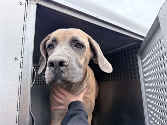 Shelter Stray Female Dog last seen N 83RD AVE AND W CAMELBACK RD, 2500 S 27th Ave, Phoenix, AZ 85009, USA