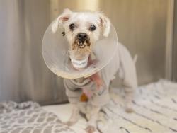 Shelter Stray Female Dog last seen Near BLOCK W FARMDALE AVE, 5501 E Van Buren St, Phoenix, AZ 85008, USA