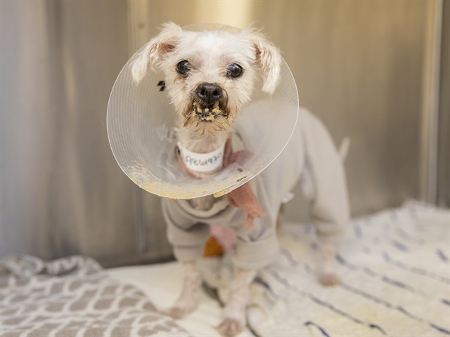 Shelter Stray Female Dog last seen Near BLOCK W FARMDALE AVE, 5501 E Van Buren St, Phoenix, AZ 85008, USA