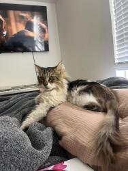 Lost Female Cat last seen Near Calle Cristobal, San Diego, CA 92126
