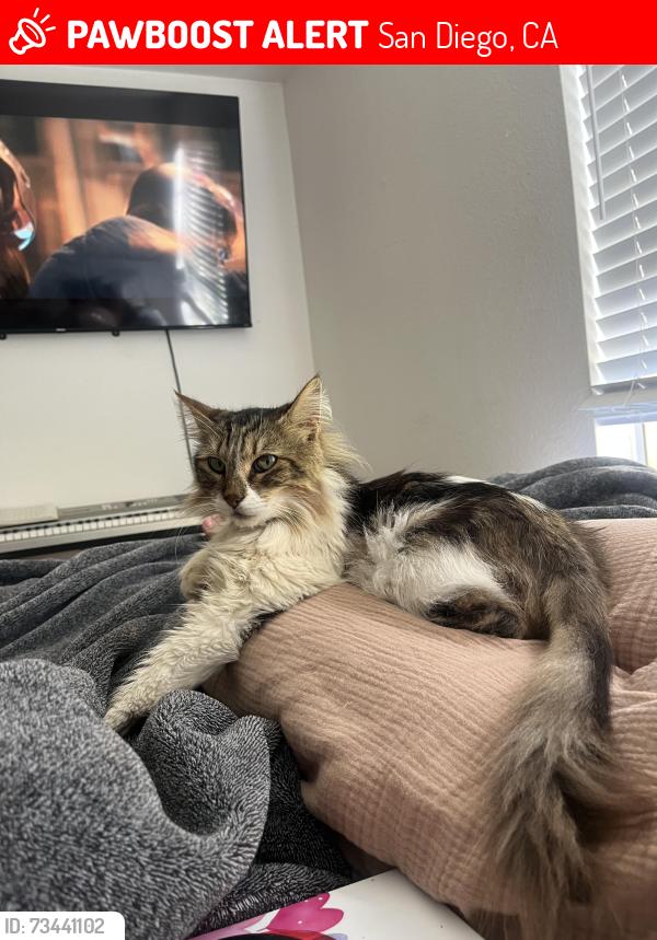 Lost Female Cat last seen Near Calle Cristobal, San Diego, CA 92126