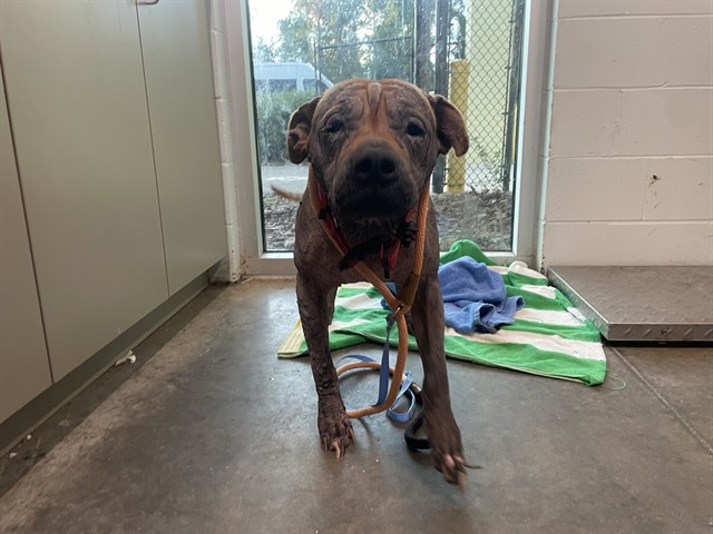 Shelter Stray Female Dog last seen CLARA DR, LEESBURG, 12280 County Rd 448, Tavares, FL 32778, USA
