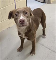 Shelter Stray Female Dog last seen Near BLOCK W 25TH ST, SANFORD FL 32771, 232 Eslinger Way, Sanford, FL 32773, USA