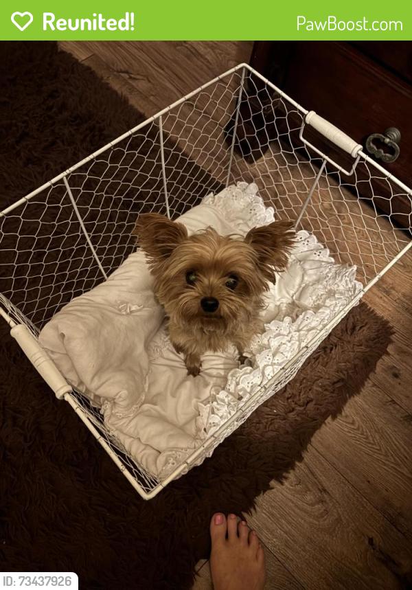 Reunited Male Dog last seen Memory Lane and Oak Drive, Vista, CA 92083