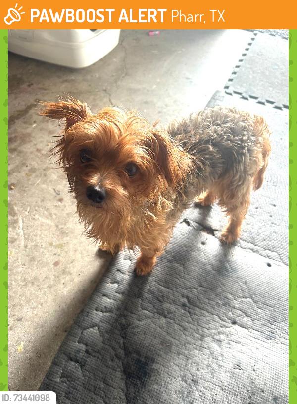 Found/Stray Female Dog last seen E Sioux Rd and N Cypress; found in Tip O' Texax RV Park, Pharr, TX 78577