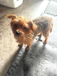 Found/Stray Female Dog last seen E Sioux Rd and N Cypress; found in Tip O' Texax RV Park, Pharr, TX 78577