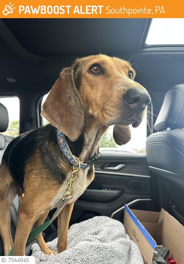 Found/Stray Female Dog last seen Burnside rd, Southpointe, PA 15317