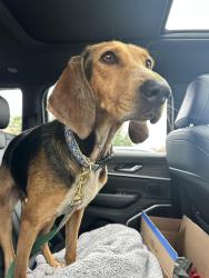 Found/Stray Female Dog last seen Burnside rd, Southpointe, PA 15317