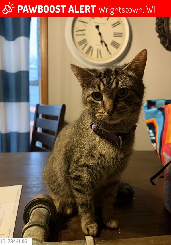 Lost Female Cat last seen Wrightstown elementary school area, Wrightstown, WI 54180