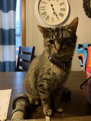 Lost Female Cat last seen Wrightstown elementary school area, Wrightstown, WI 54180