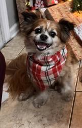 Reunited Male Dog last seen Springtree subdivision, Jacksonville, FL 32210