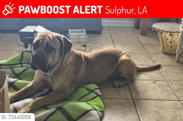 Lost Male Dog last seen Beglis parkway and picard rd, Sulphur, LA 70663