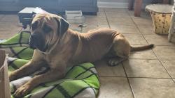 Lost Male Dog last seen Beglis parkway and picard rd, Sulphur, LA 70663