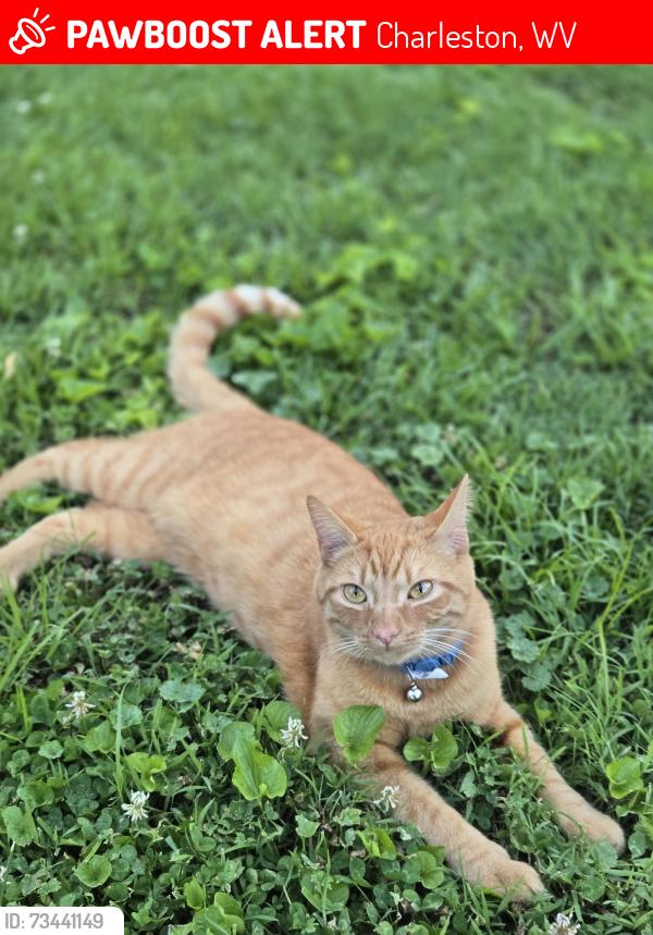 Lost Male Cat last seen Wise Drive, Charleston, WV 25306