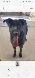 Found/Stray Male Dog last seen 23rd Avenue and Butler. Royal Palm middle school, Phoenix, AZ 85021