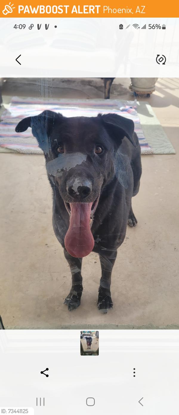 Found/Stray Male Dog last seen 23rd Avenue and Butler. Royal Palm middle school, Phoenix, AZ 85021