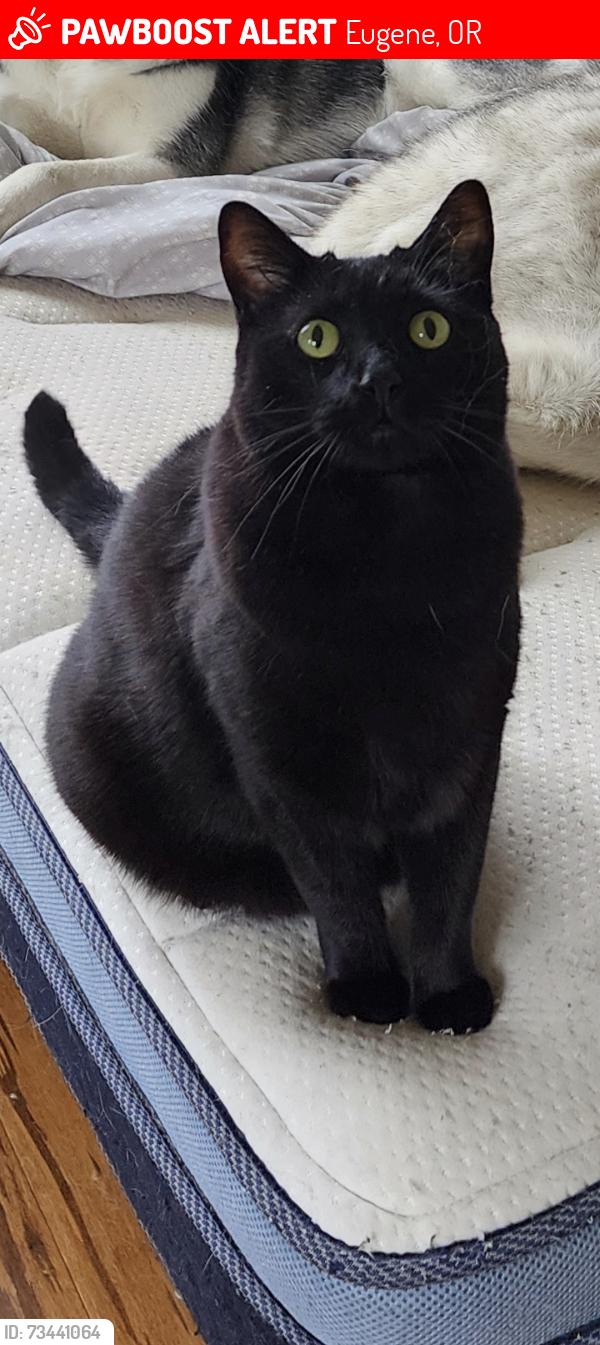 Lost Male Cat last seen Briarcliff Drive/River Road, Eugene, OR 97404