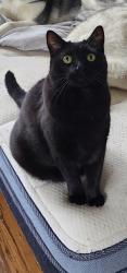 Lost Male Cat last seen Briarcliff Drive/River Road, Eugene, OR 97404
