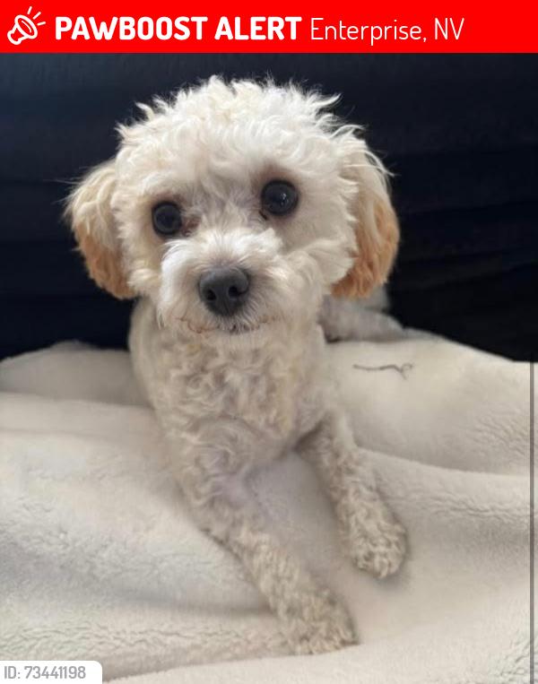 Lost Female Dog last seen Spencer and Pyle 89183, Enterprise, NV 89183