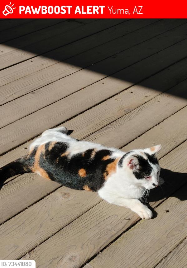 Lost Female Cat last seen Near E 37th Place, Yuma, AZ, Yuma, AZ 85367