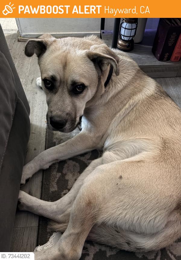 Found/Stray Male Dog last seen Sycamore st walking around at night by the corner turn before heading to 711 onto jackson st., Hayward, CA 94544