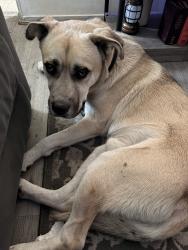 Found/Stray Male Dog last seen Sycamore st walking around at night by the corner turn before heading to 711 onto jackson st., Hayward, CA 94544