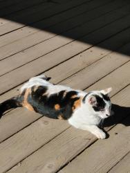 Lost Female Cat last seen Near E 37th Place, Yuma, AZ, Yuma, AZ 85367