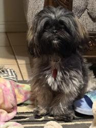 Lost Female Dog last seen Merchant N17th, Abilene, TX 79603