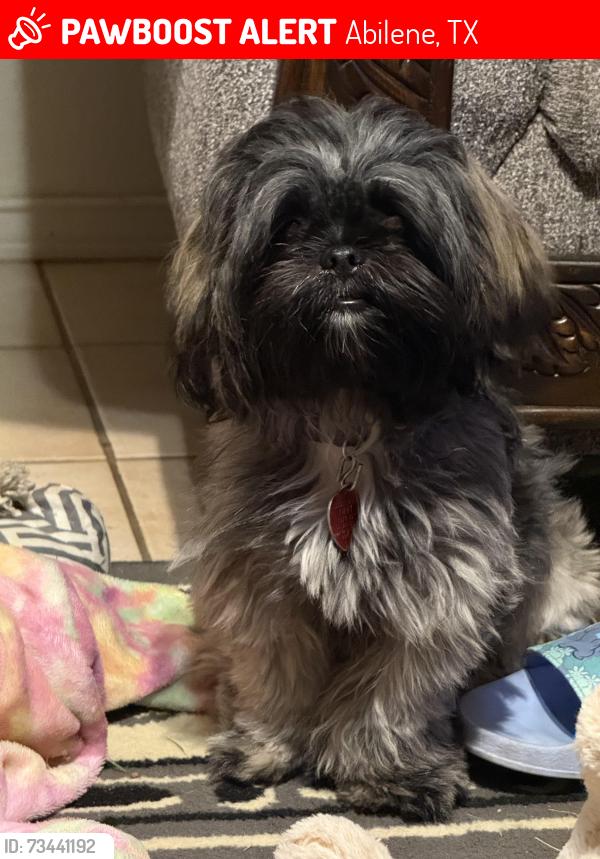 Lost Female Dog last seen Merchant N17th, Abilene, TX 79603