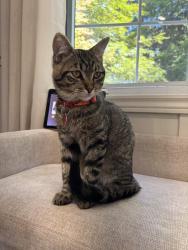 Lost Male Cat last seen Gladstone & Piper street, North Dumfries, ON N0B 1E0