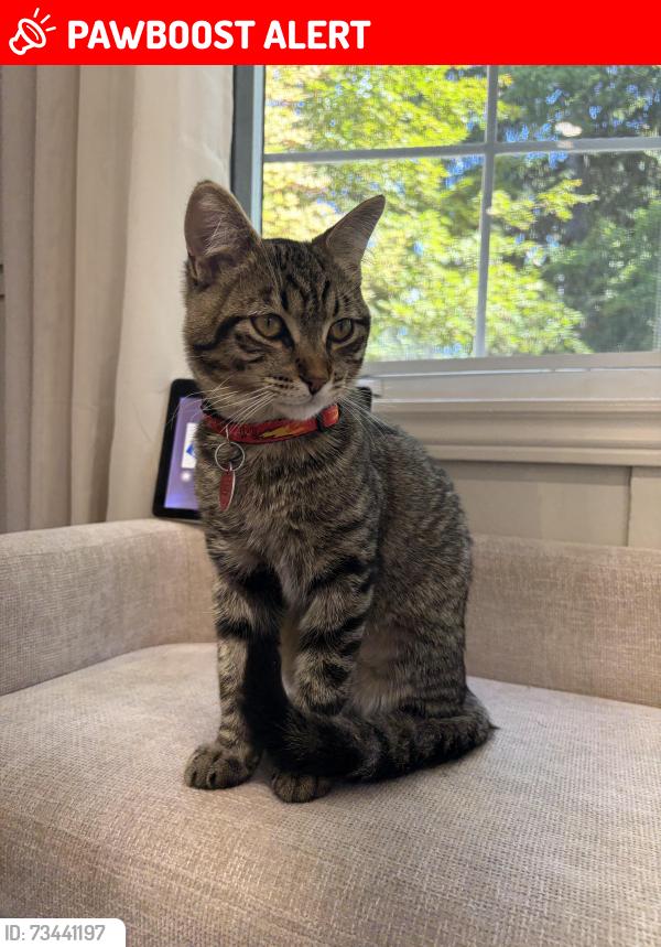 Lost Male Cat last seen Gladstone & Piper street, North Dumfries, ON N0B 1E0