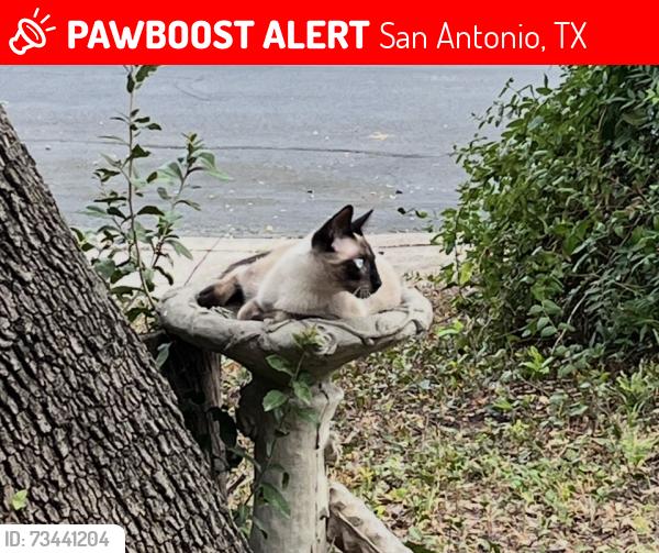 Lost Male Cat last seen Hausman, San Antonio, TX 78249
