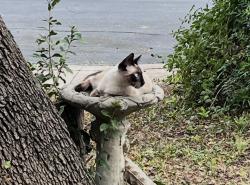 Lost Male Cat last seen Hausman, San Antonio, TX 78249