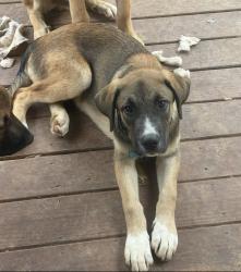 Reunited Male Dog last seen Marsh mountain road, Jefferson County, AL 35126