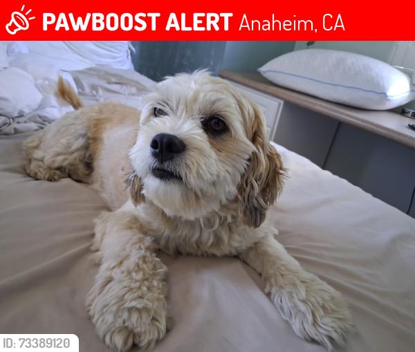 Lost Male Dog last seen Magnolia ball rd near Dollar tree, Anaheim, CA 92804